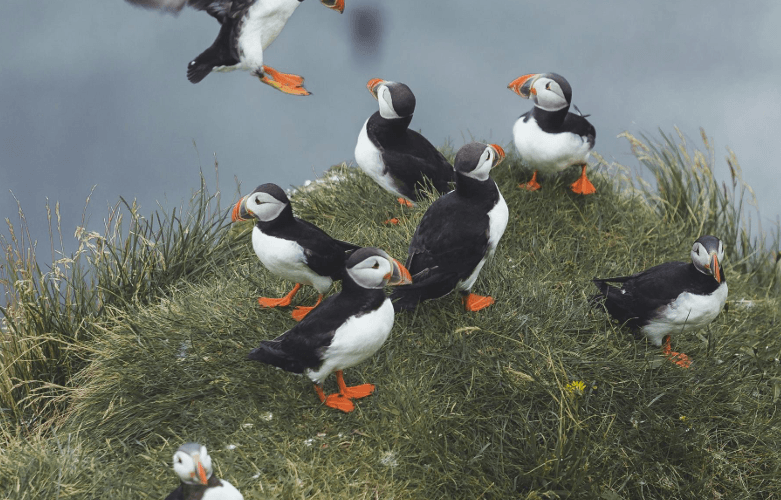 Islandia descubriendo la costa sur