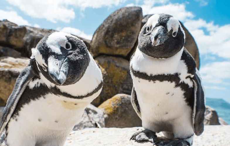 Sudáfrica en familia