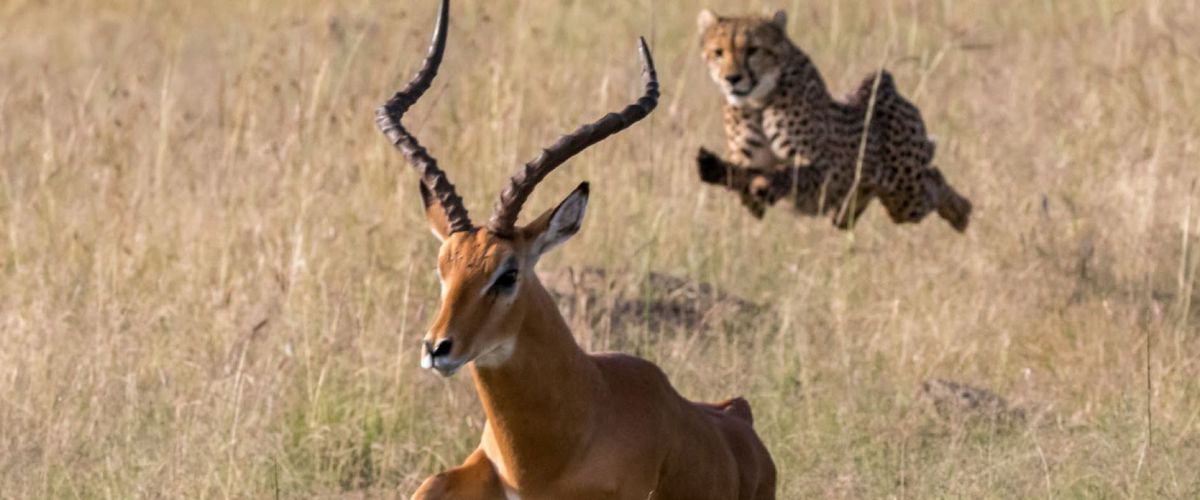 Cuentos de Kenia y Zanzibar