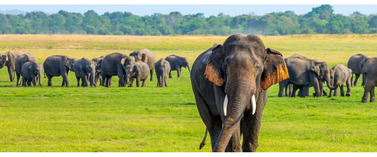 Sri Lanka natural