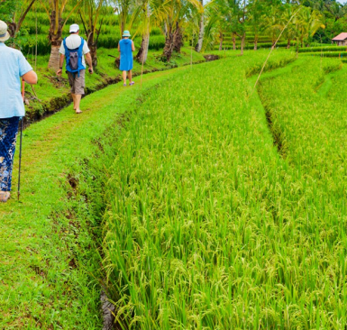 Caminar por Ubud y Bali