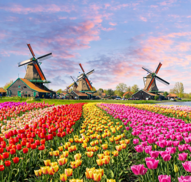 Gran Crucero de los Tulipanes