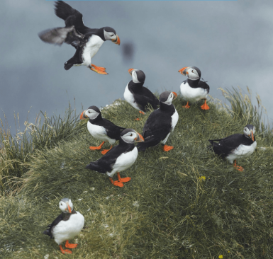 Islandia descubriendo la costa sur