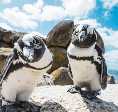 Sudáfrica en familia