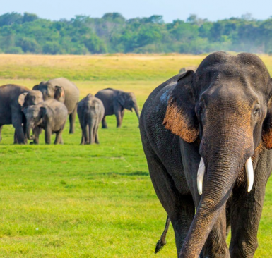 Sri Lanka natural